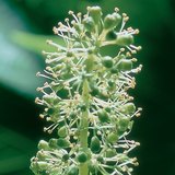 Цветовете на лозата