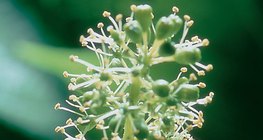 Цветовете на лозата