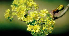 Цветове и плод на шестил