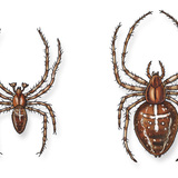 Паяк кръстоносец