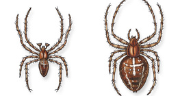 Паяк кръстоносец