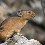 Сеносъбирач