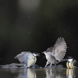 Great tits and European blackcap
