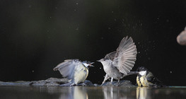 Големи синигери голямо черноглаво коприварче