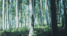 Широколистна гора