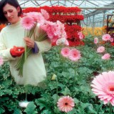 Оранжерия, отоплявана от термална вода