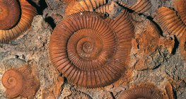 Вкаменелости