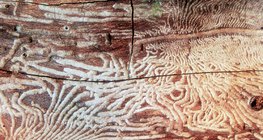 Проядено от дървояди дърво