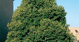 Цъфтящ шестил