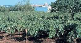 Лозови насаждения върху почва terra rossa