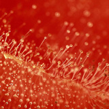 Плесенясал домат