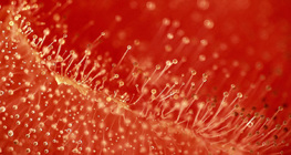 Плесенясал домат