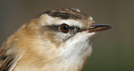 Водно шаварче