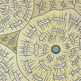 Костна тъкан