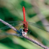 Водно конче