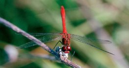 Водно конче