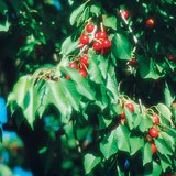 Черешово дърво