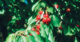 Черешово дърво