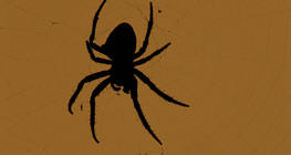 Паяк кръстоносец