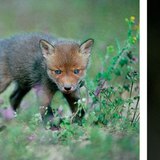 Лисичета. Лисица