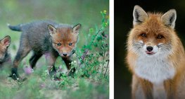 Лисичета. Лисица