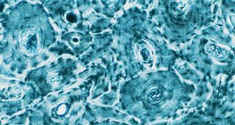 Костна тъкан