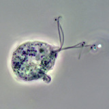 Трихомонас вагиналис (изображение с фазов контраст)