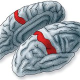 Мястото на осъзнаването на информацията, изпратена от кожните рецептори, в кората на главния мозък