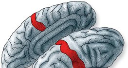 Мястото на осъзнаването на информацията, изпратена от кожните рецептори, в кората на главния мозък