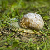 Градински охлюв