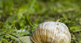 Градински охлюв