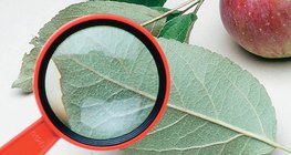 Изследваме листата на ябълковото дърво