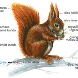 Mókus testfelépítése