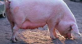 Домашна свиня