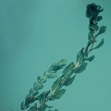 Морски водорасли