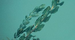 Морски водорасли