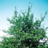 Вишнево дърво