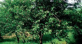 Вишнево дърво