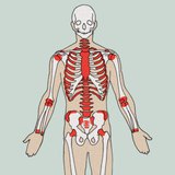 Места, където се формират кръвни клетки