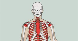 Места, където се формират кръвни клетки