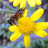 Пчела и цвете