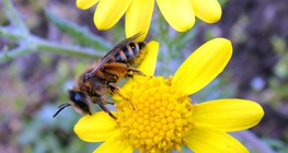 Пчела и цвете