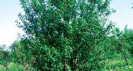 Сливово дърво