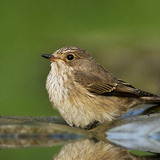 Буков певец