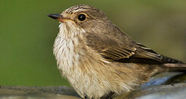 Буков певец