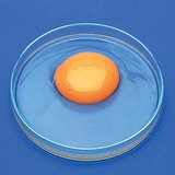 Частите на яйцето