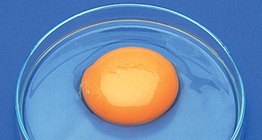 Частите на яйцето