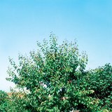 Кайсиево дърво