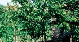 Кайсиево дърво