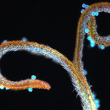 Пестик на глухарче с цветен прах